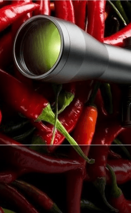 Karl Kaps Mikroskop vor einem Hintergrund aus roten Chilischoten. Microscopes made in Germany.