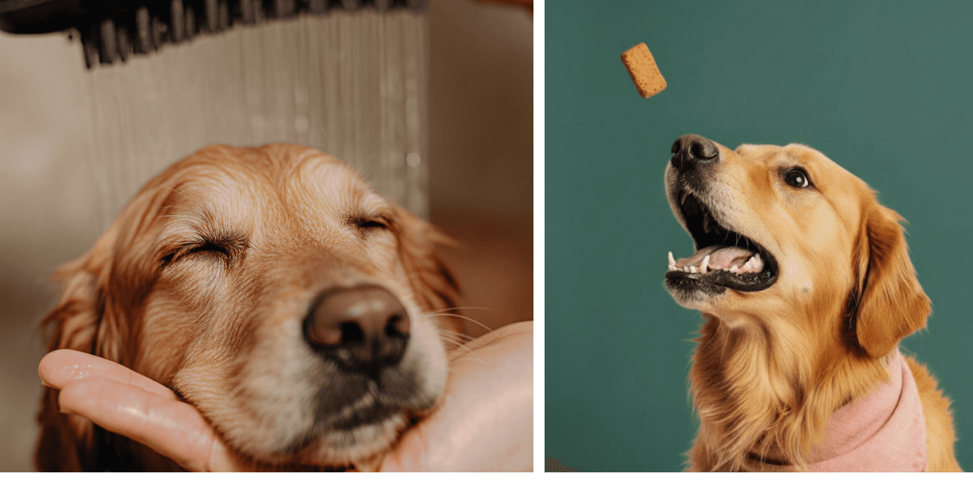 Happy dogs
