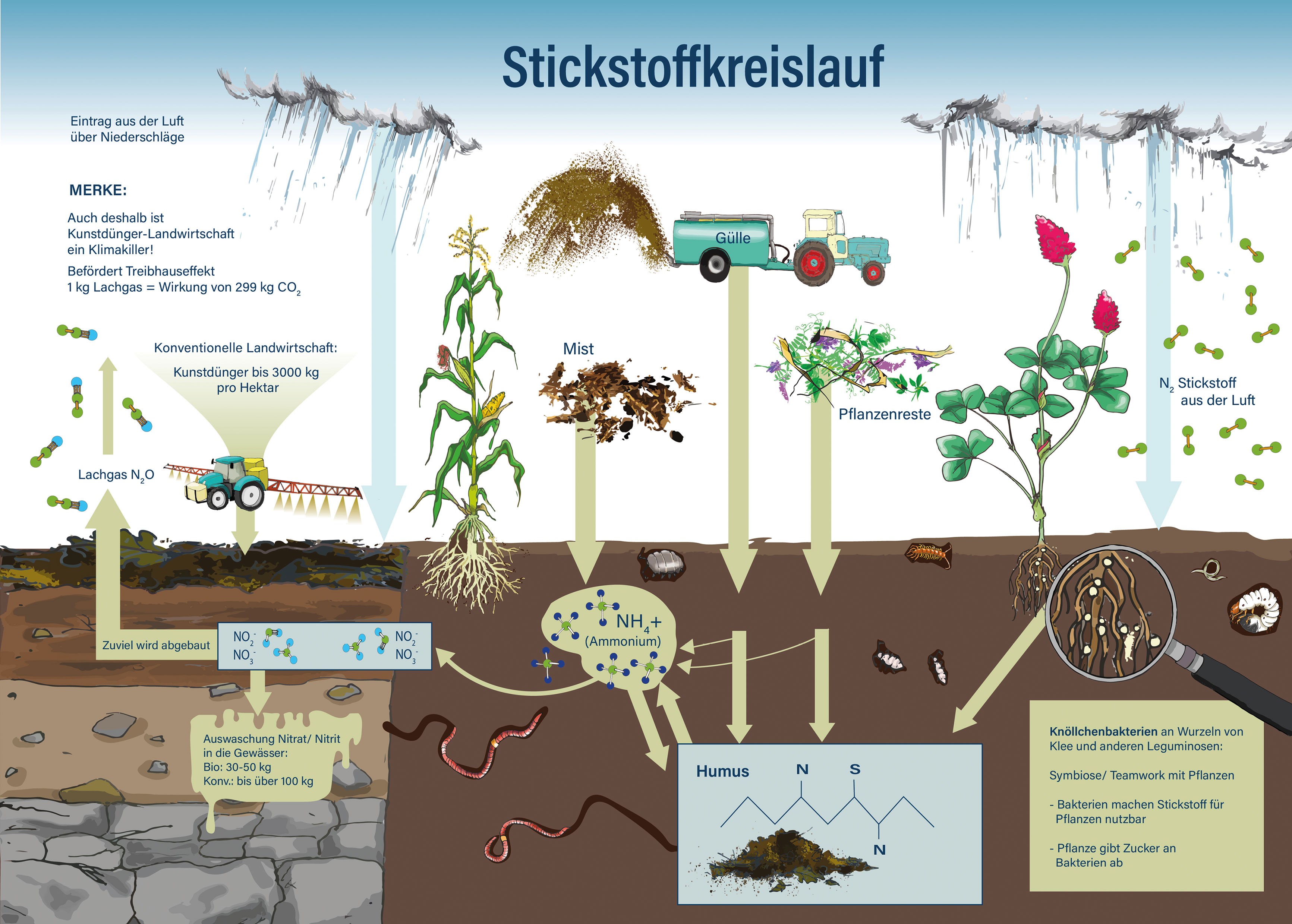 Diagramm zum Stickstoffkreislauf