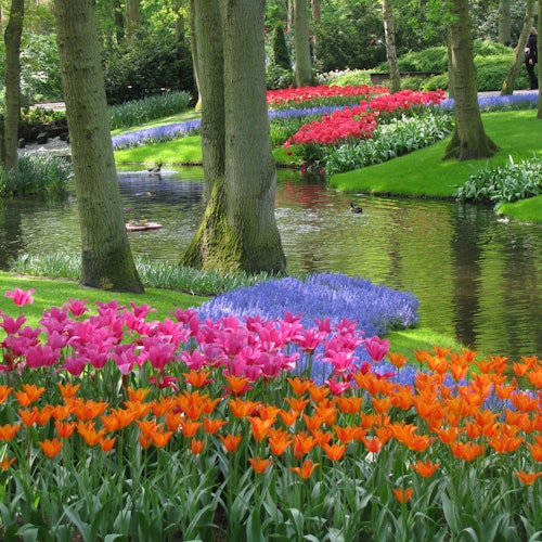 A park with colorful flower beds, including pink, orange, and purple flowers, alongside a stream under trees.