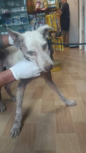 brown and white short coated dog biting white and blue ball