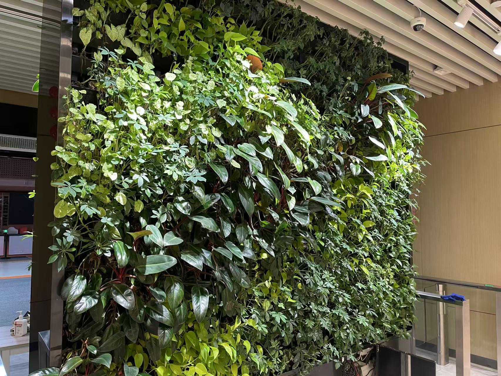 indoor greenwall, modular, self maintaining, clean Midorie Canada, Pafcal