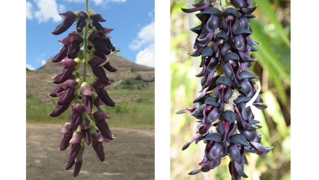 Mucuna Pruriens