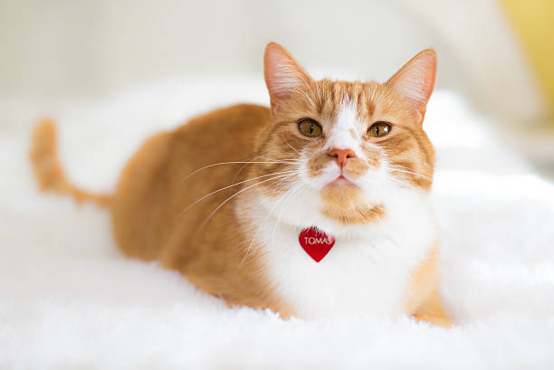 A cat with a microchip has permanent identification