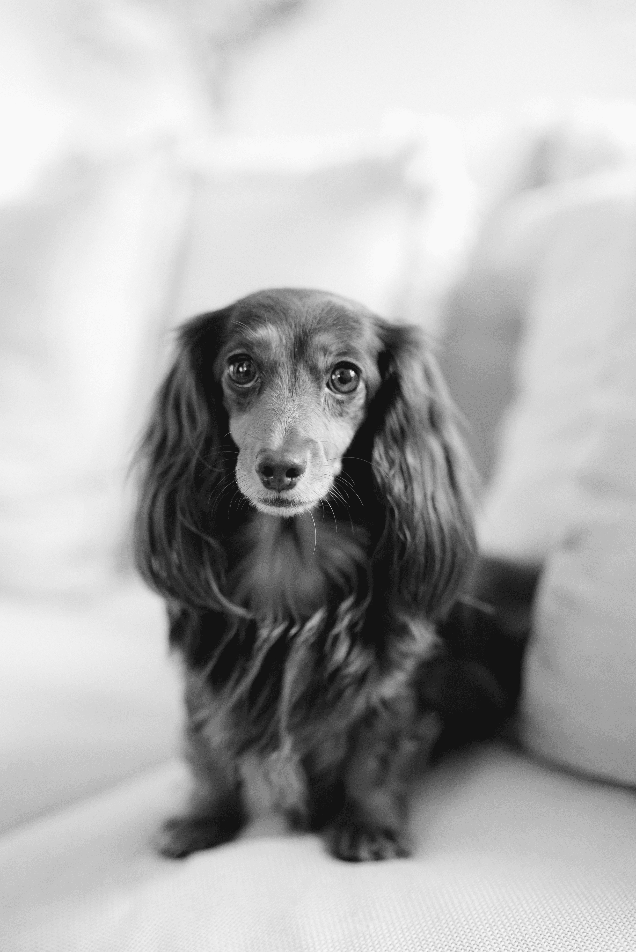 Natiska Tiska Tisk Tjarks Therapist Healer Coach Author Dog Therapy