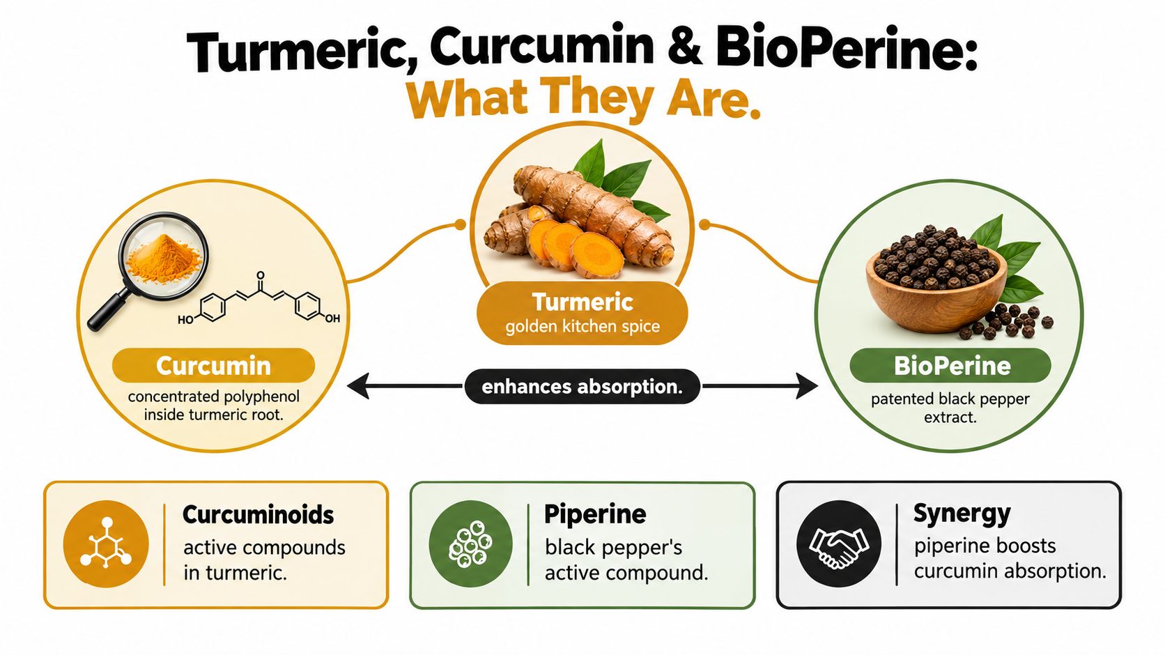 A diagram explaining the synergistic relationship between turmeric, its active compound curcumin, and the absorption booster BioPerine.