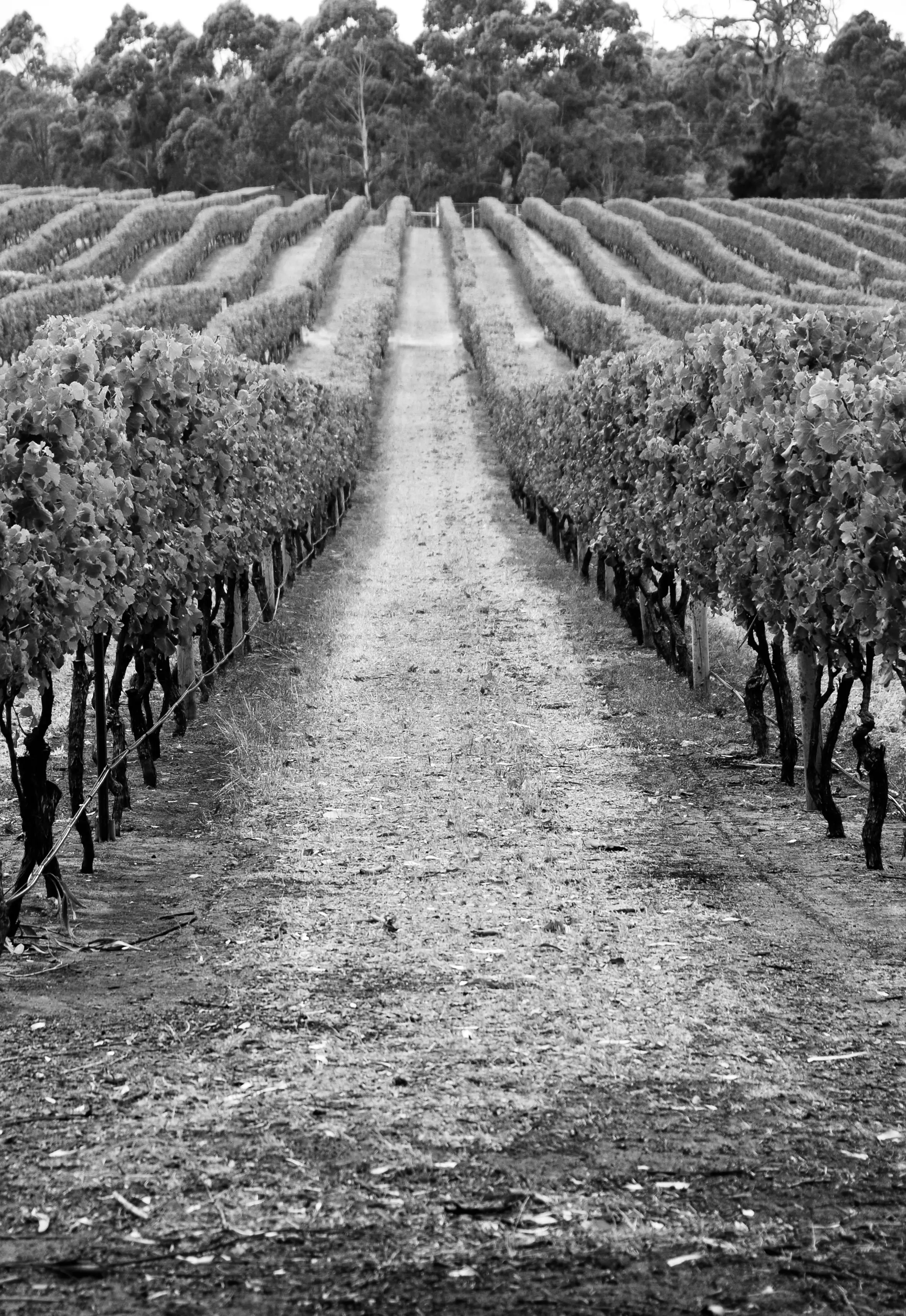 Aerial view of the Margaret River coastline in Western Australia, a popular destination for travellers flying by private jet to the Margaret River wine region