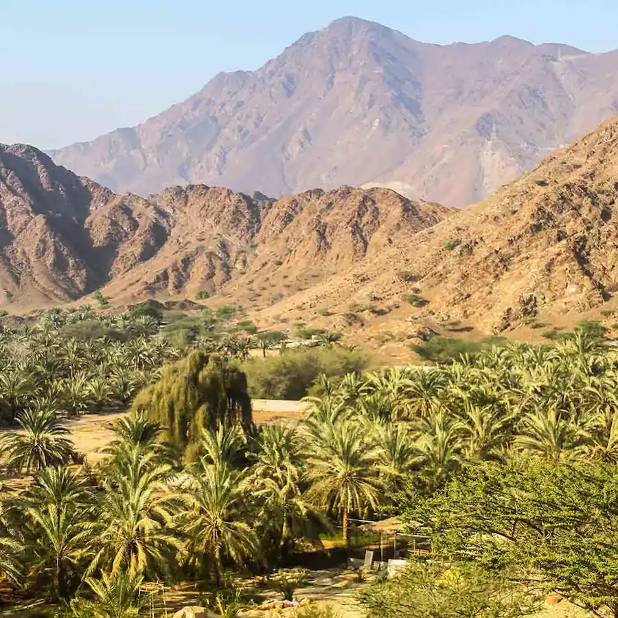 brown starfish on blue sand