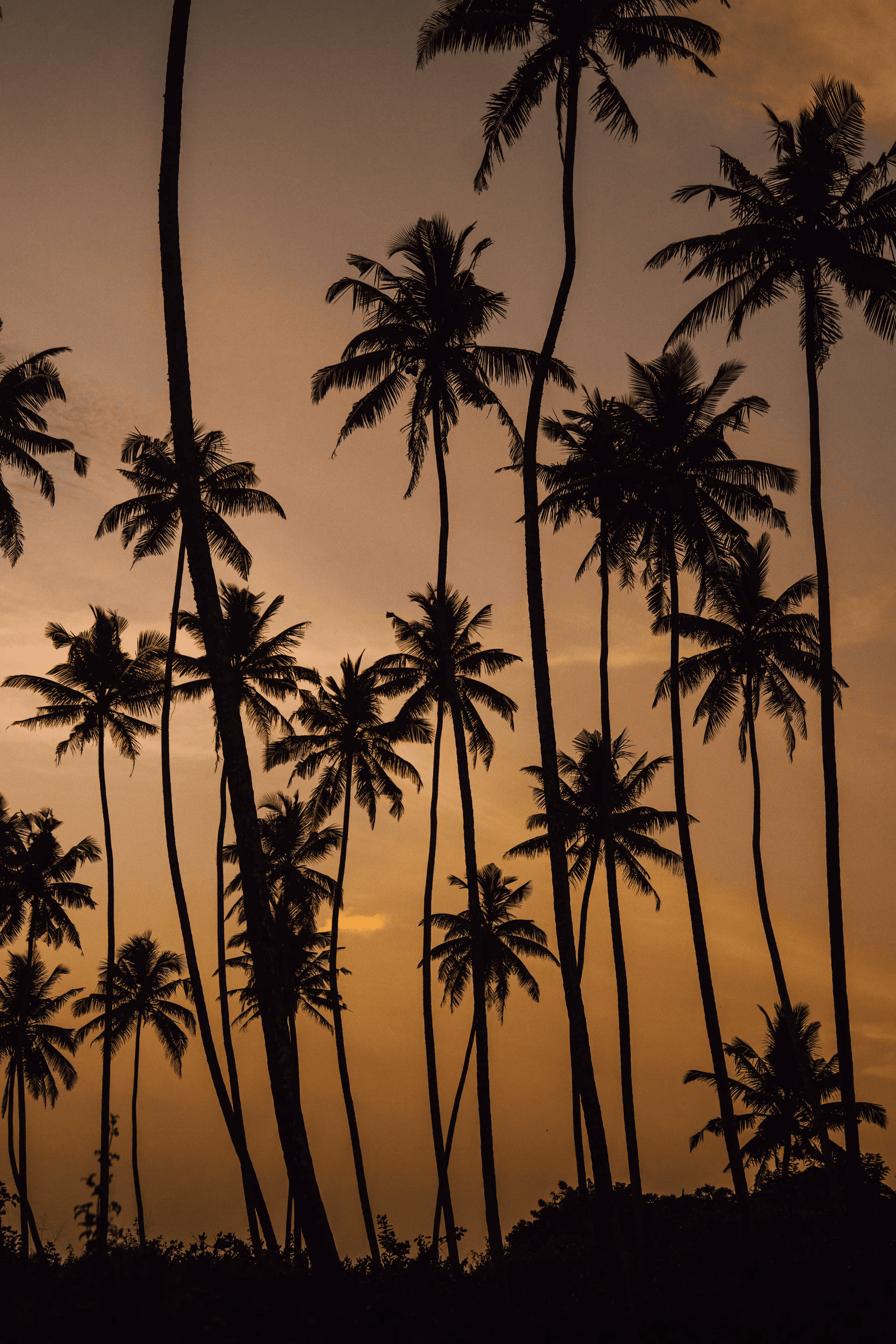 Silhouetted palm trees against a warm, golden sunset sky, creating a tranquil and scenic atmosphere.