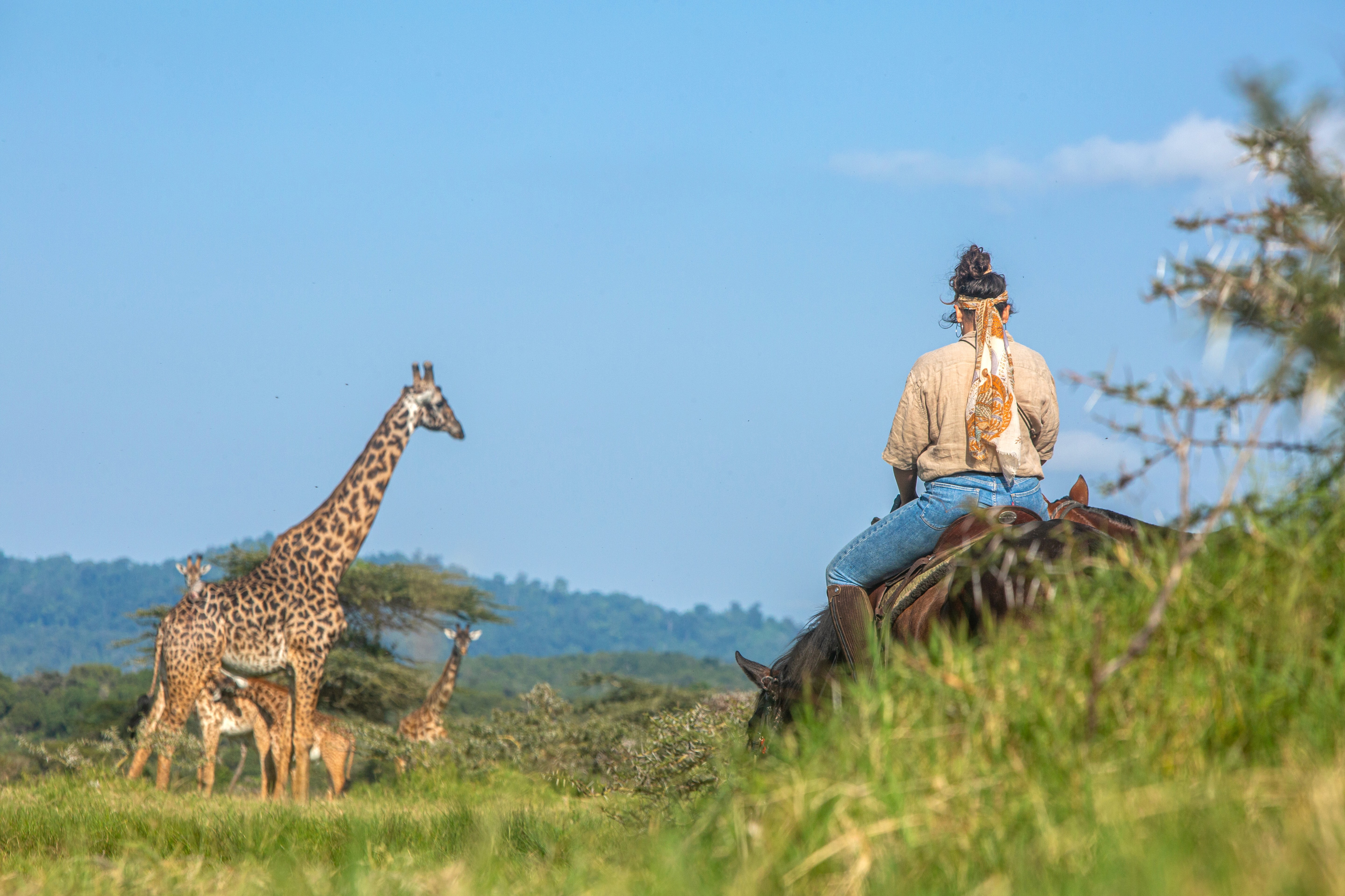 Kilimanjaro Elephant Ride, Arusha National Park, Tanzania – elefant i högt gräs tittar mot kameran, medan fem ryttare till häst på ridsafari i bakgrunden betraktar elefanten i ett grönt och frodigt landskap.