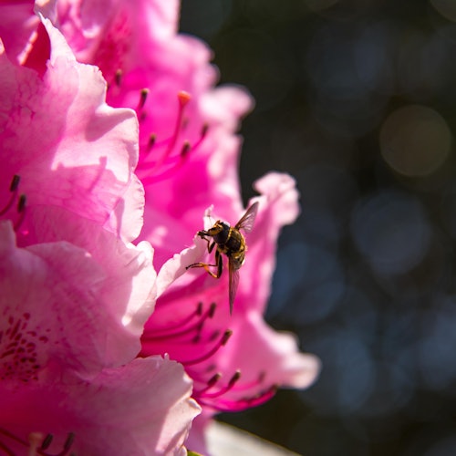 Близък план на пчела върху ярко розово цвете с размазан фон.