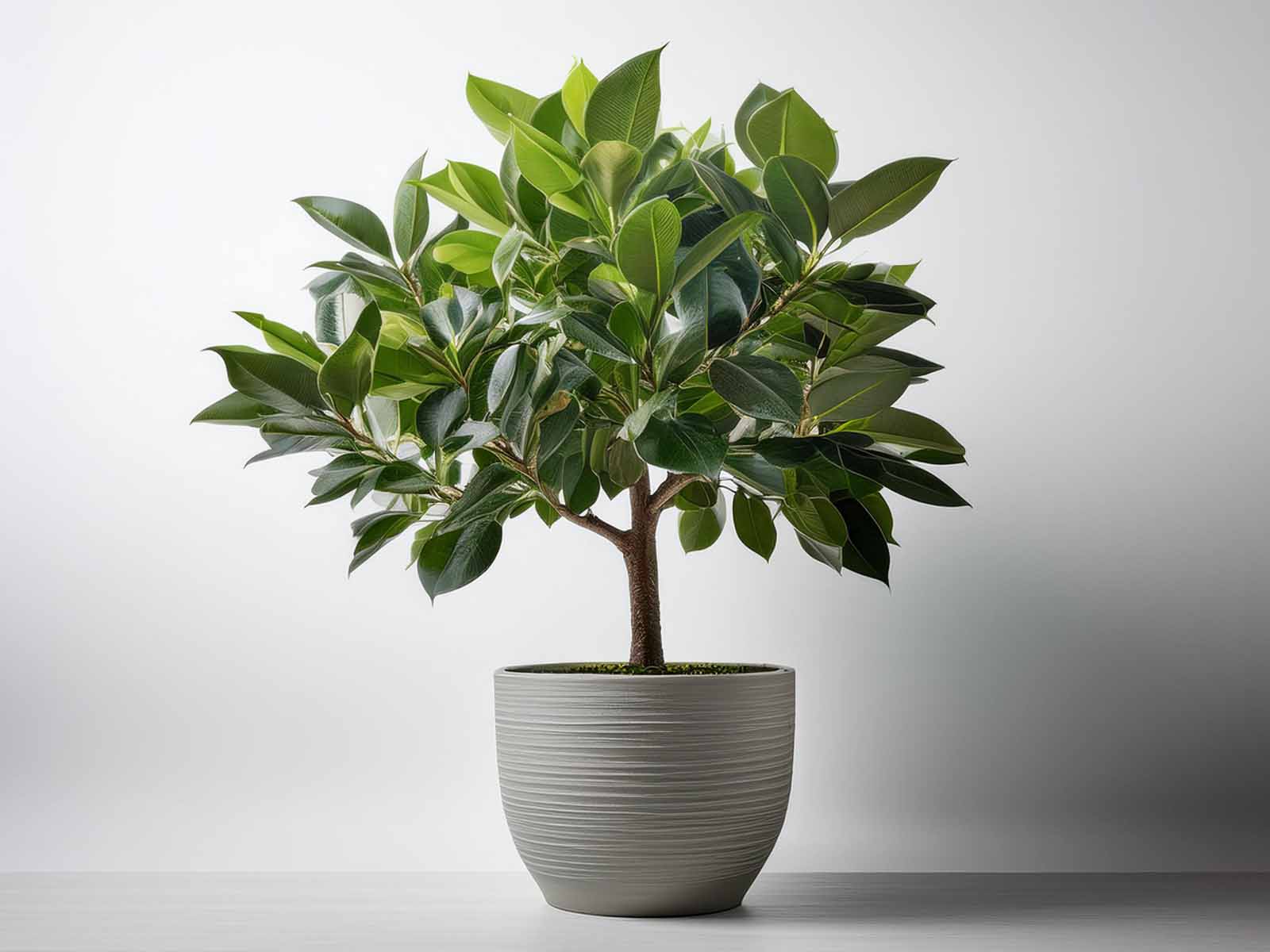 Ficus Nitida plant with dense, glossy green leaves in a modern St. Louis office, supplied by Tropical Decor