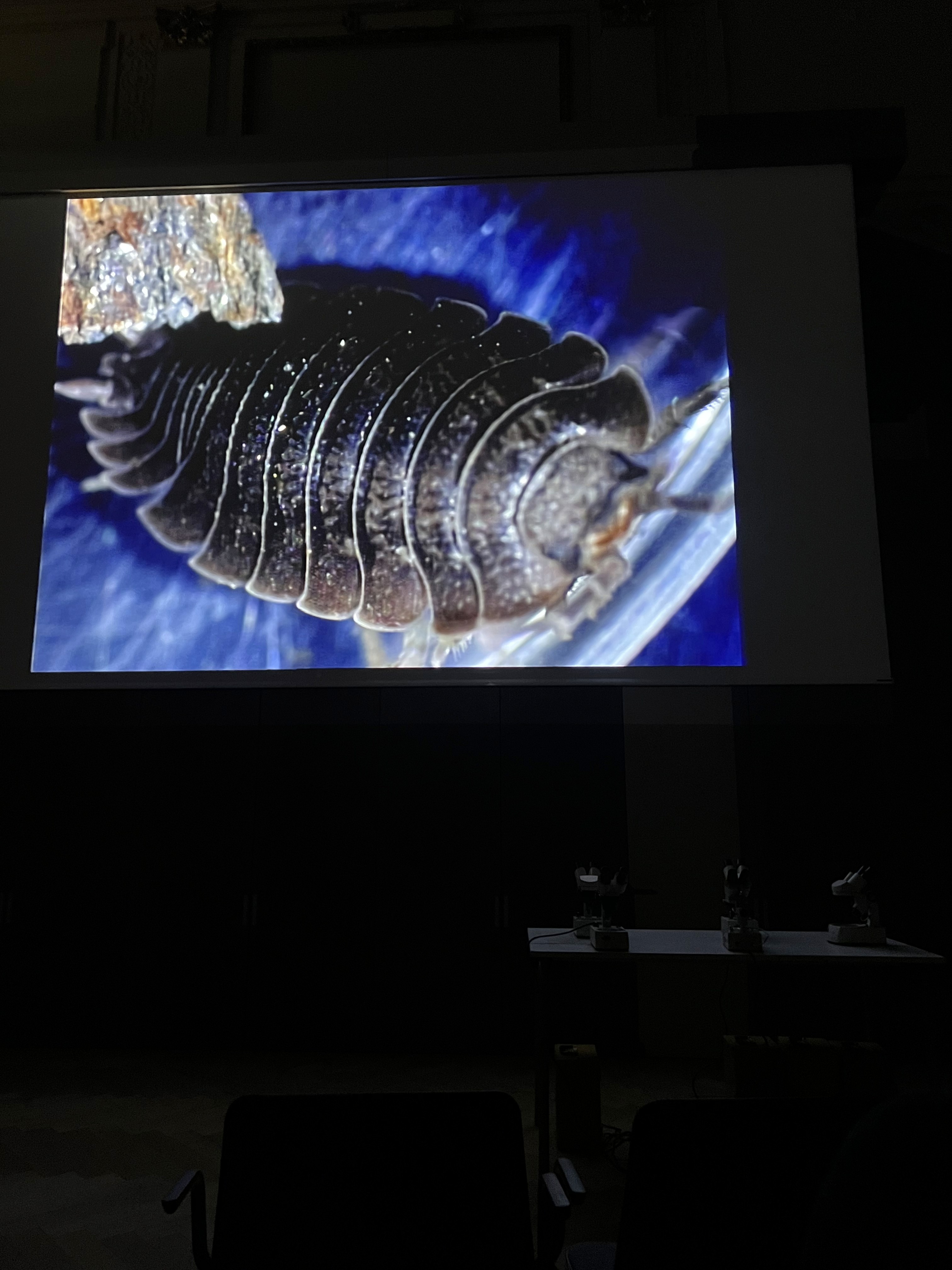 Polka Dot Yayoi Kusama