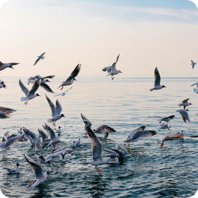 Seagulls on sea