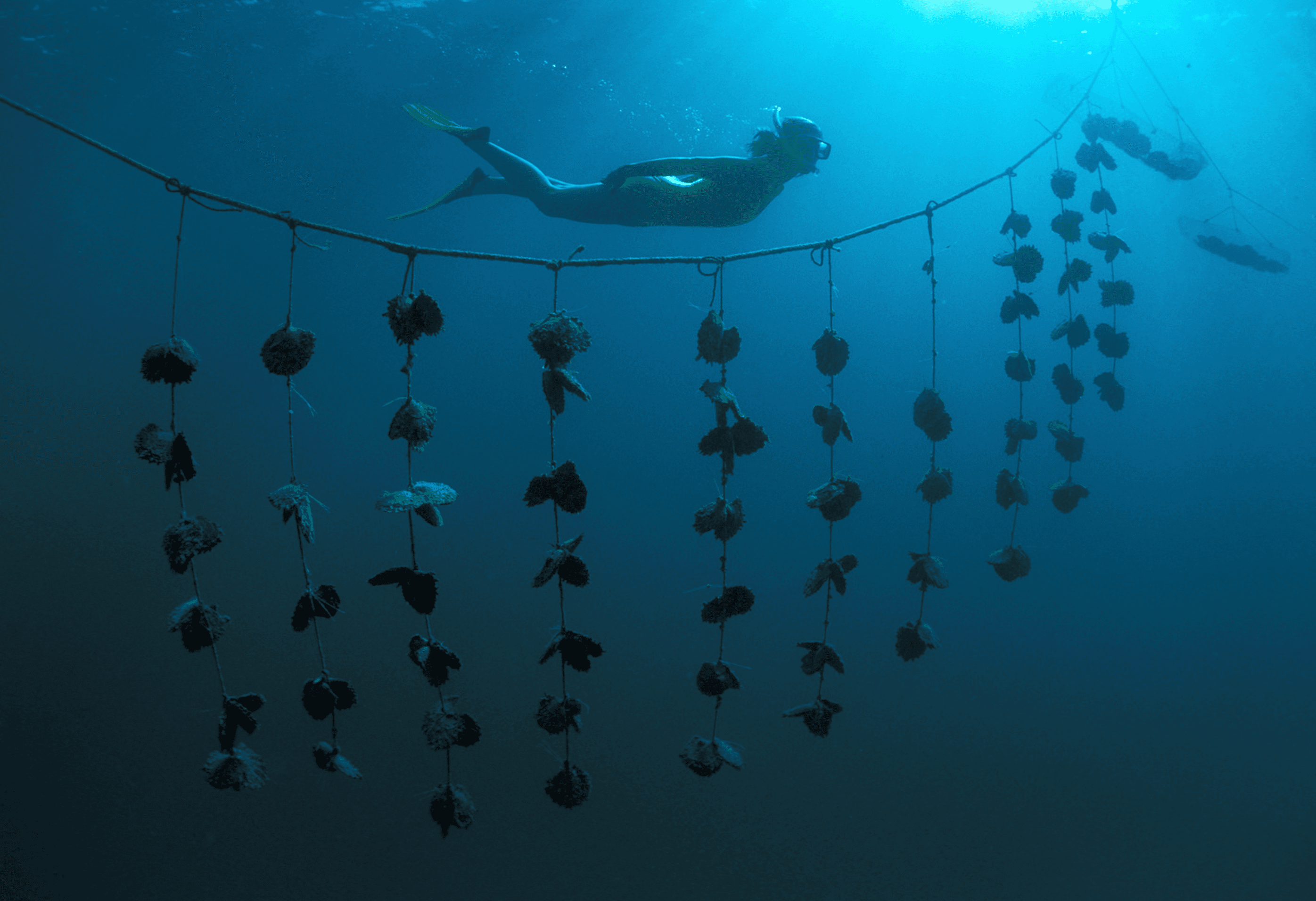 Tahitian Pearl Diving