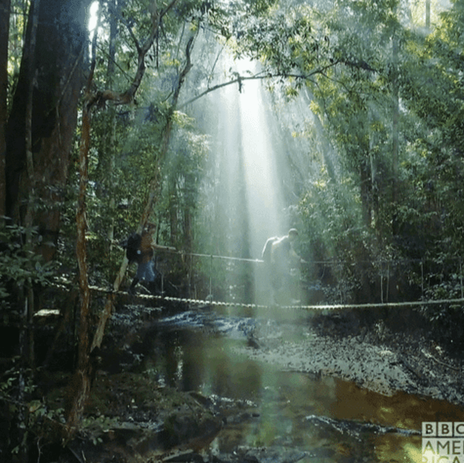 A serene forest scene with sunlight streaming through trees, illuminating a peaceful area near water.