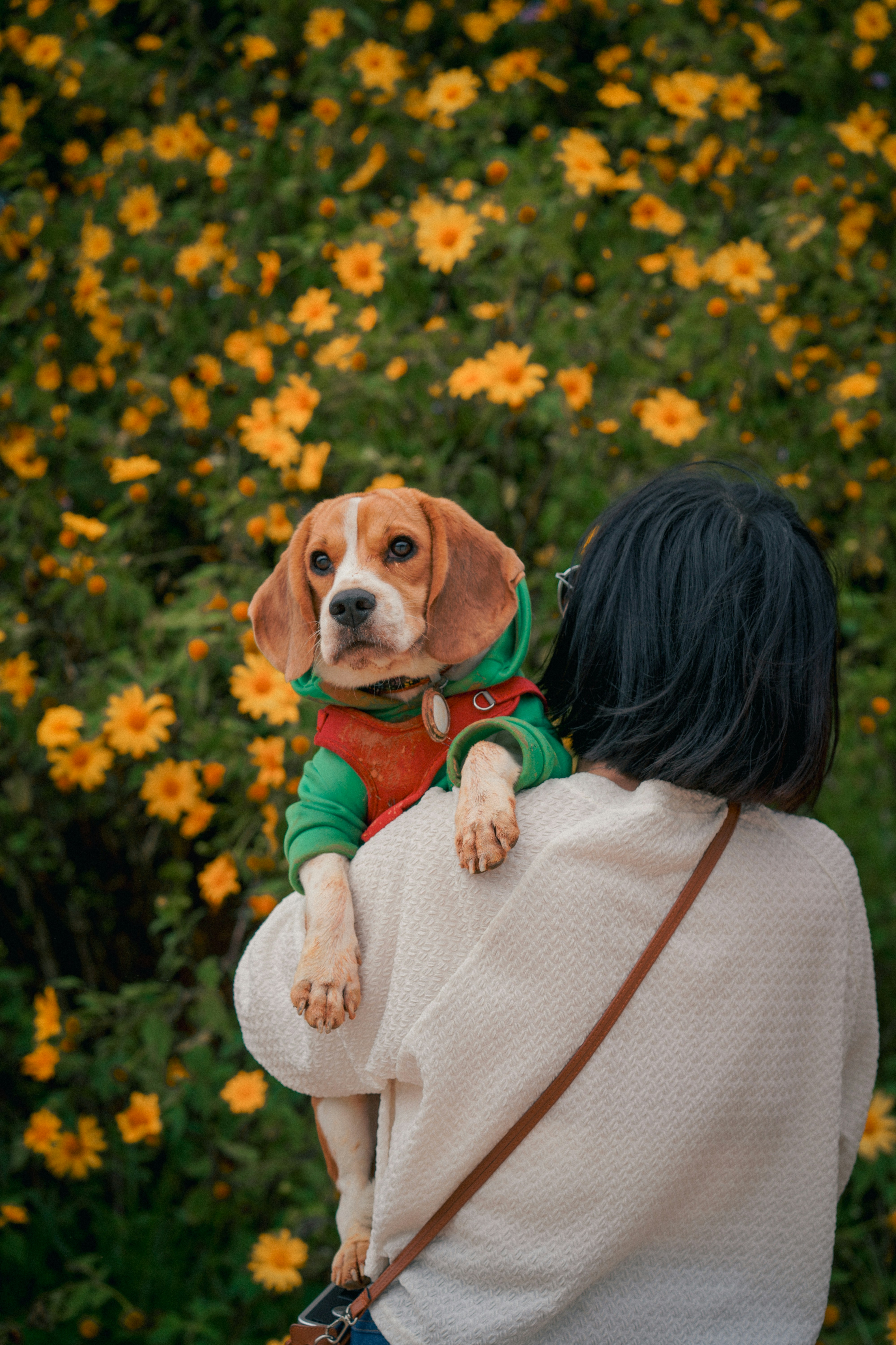 training app to stop dog barking when alone LA