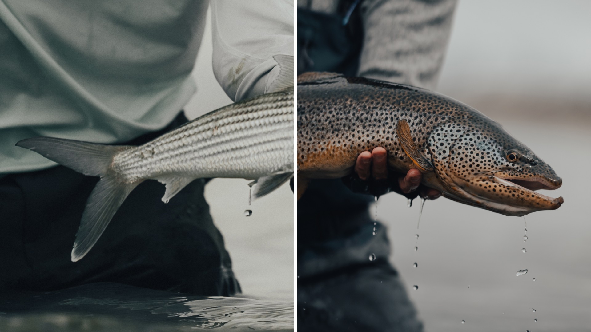Split image showing the tail fin of a bonefish and the head of a brown trout