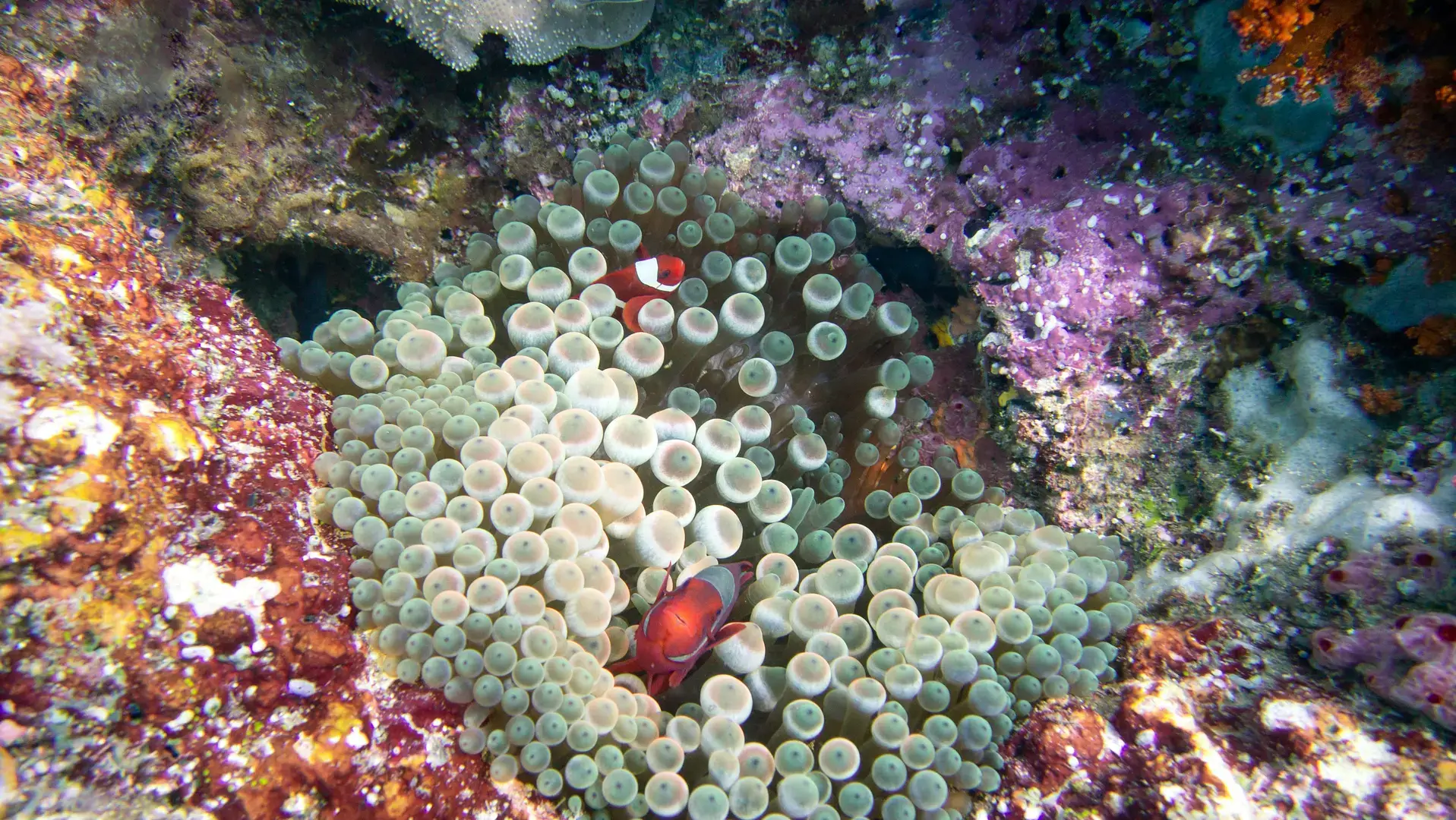 red clown fish hiding in coral