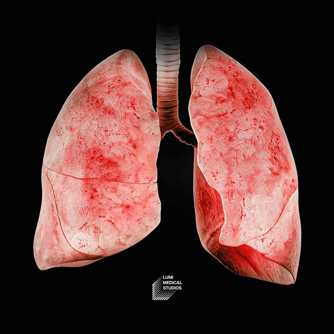 3D illustration of the pancreas, highlighting detailed anatomical features and structures for medical education and visualization purposes.