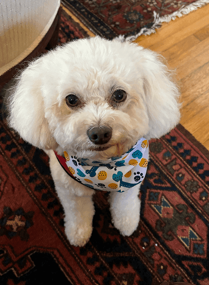 photo of Bunny, a client's dog