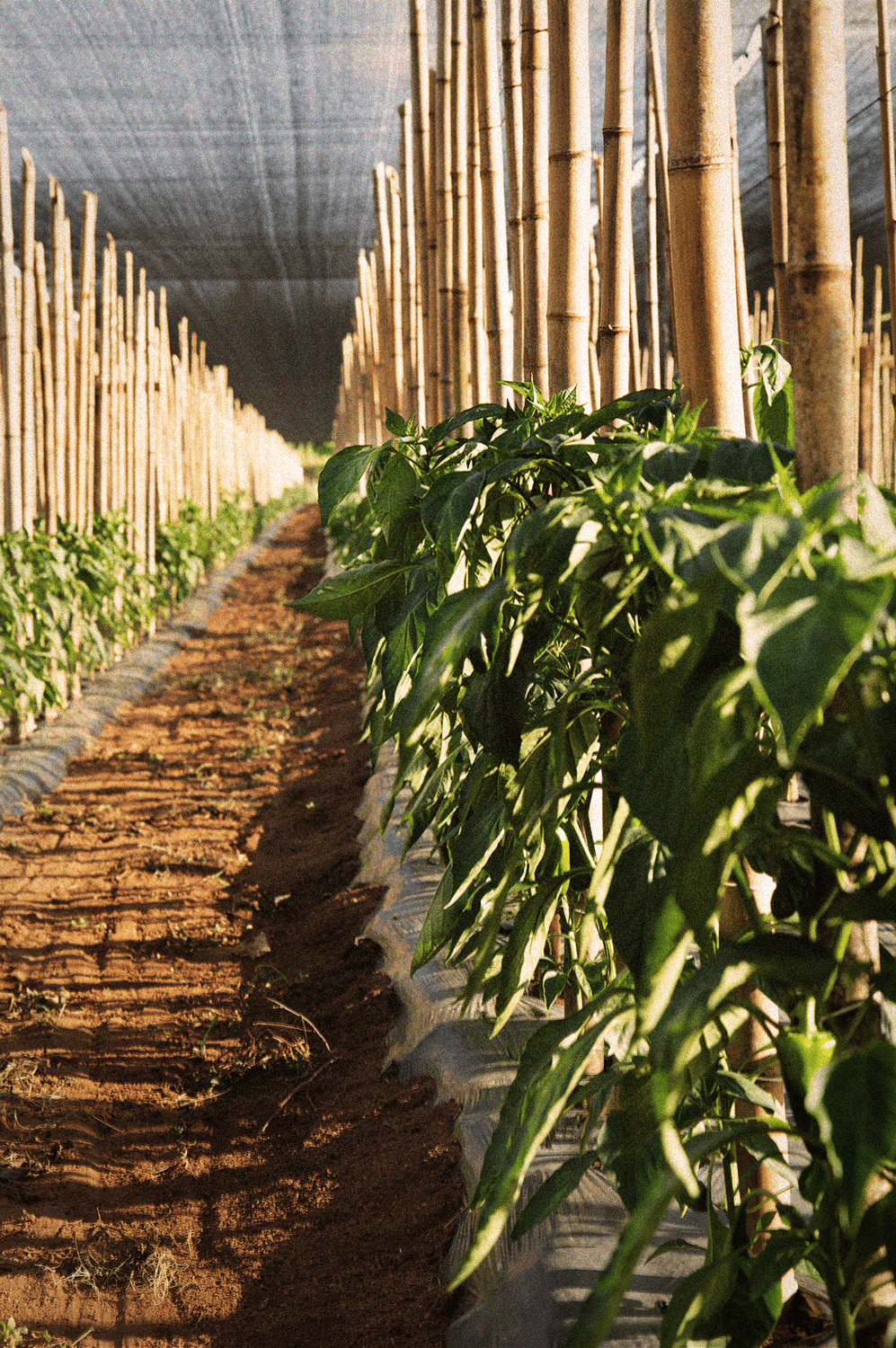 macadamia plant