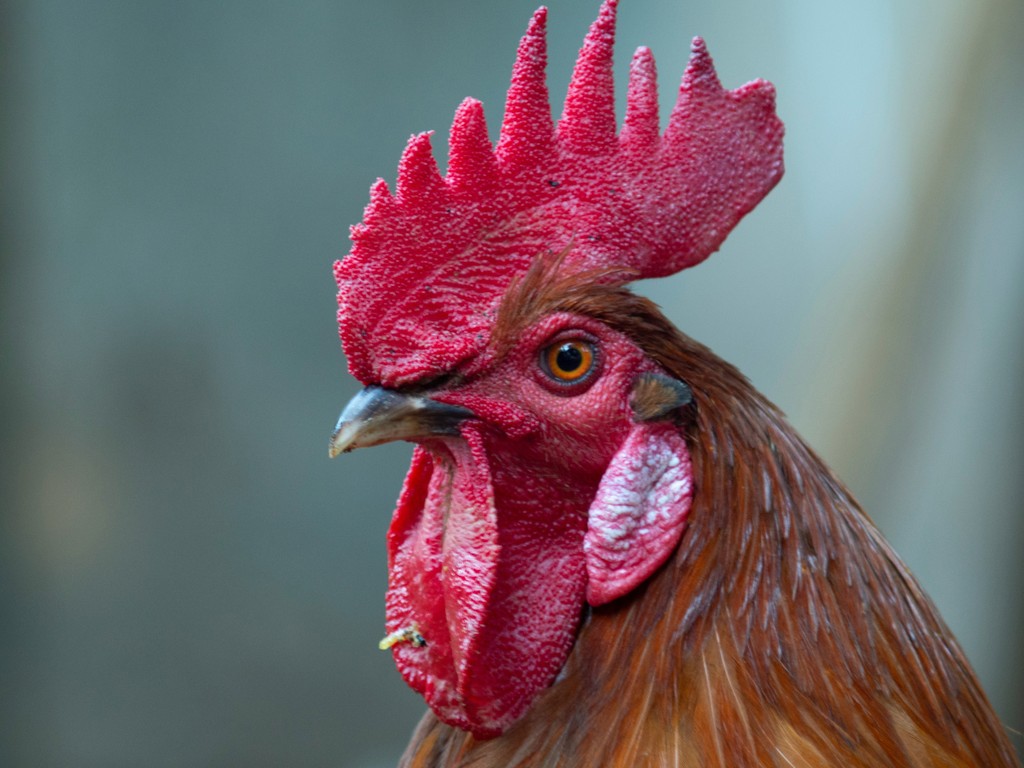 requerimientos nutricionales gallinas