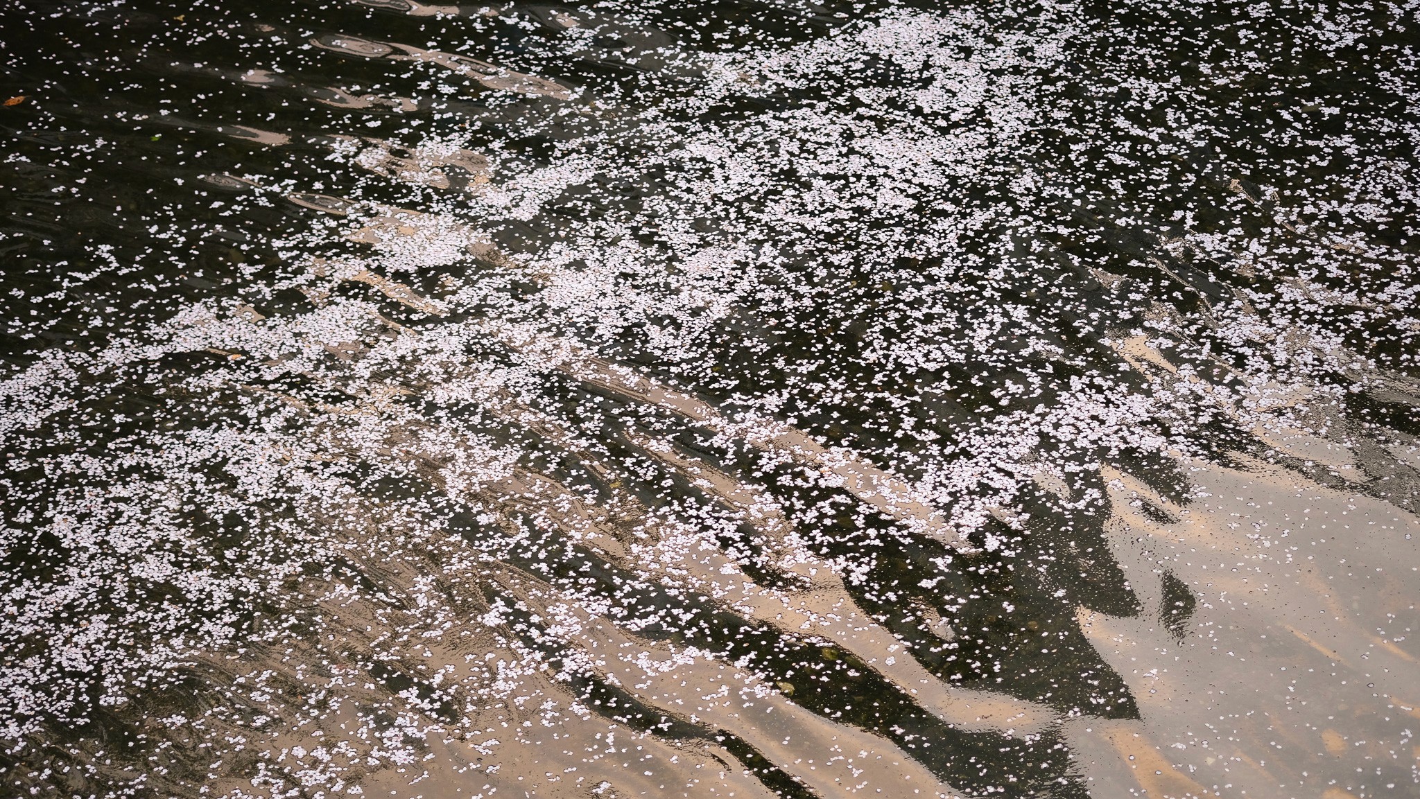 Sakura petals floating on Nakameguro river