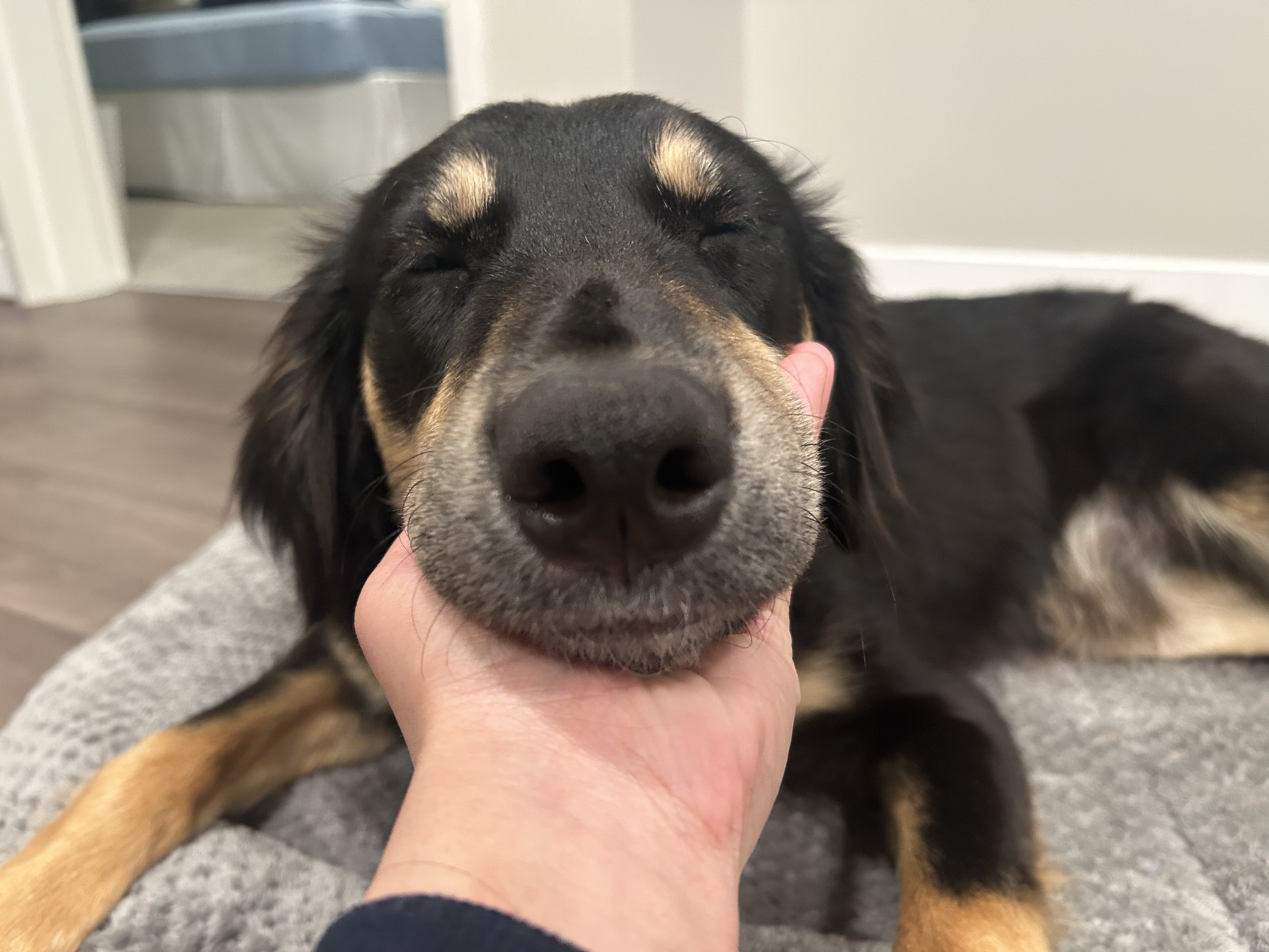 Fostered this cutie 'Baar'