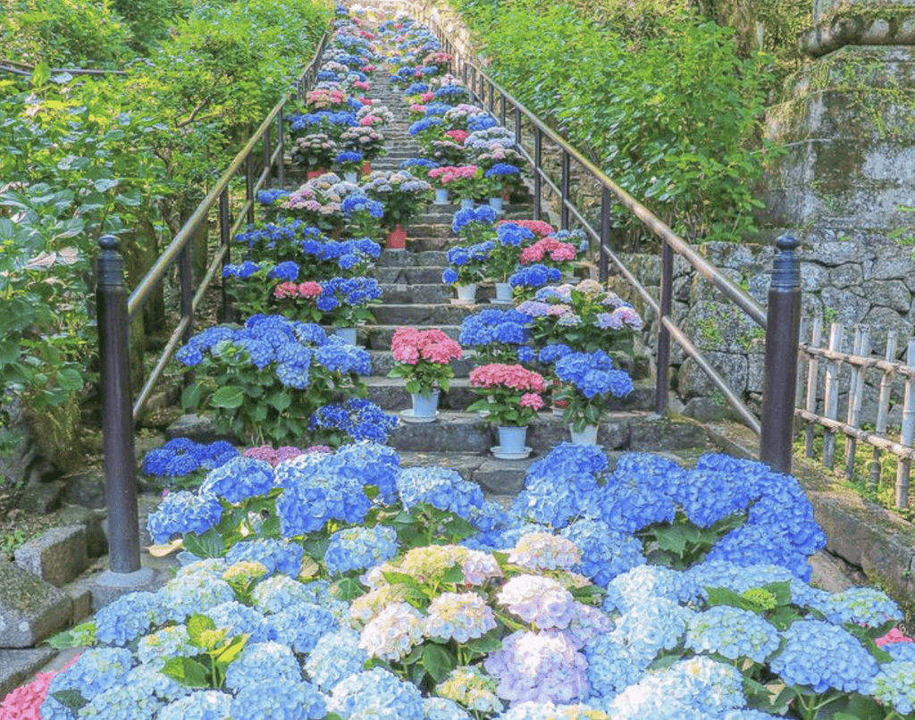 Hydreanga path at Kinpunsenji