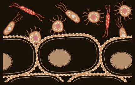 an image of how megre's elixir protects cells from infection