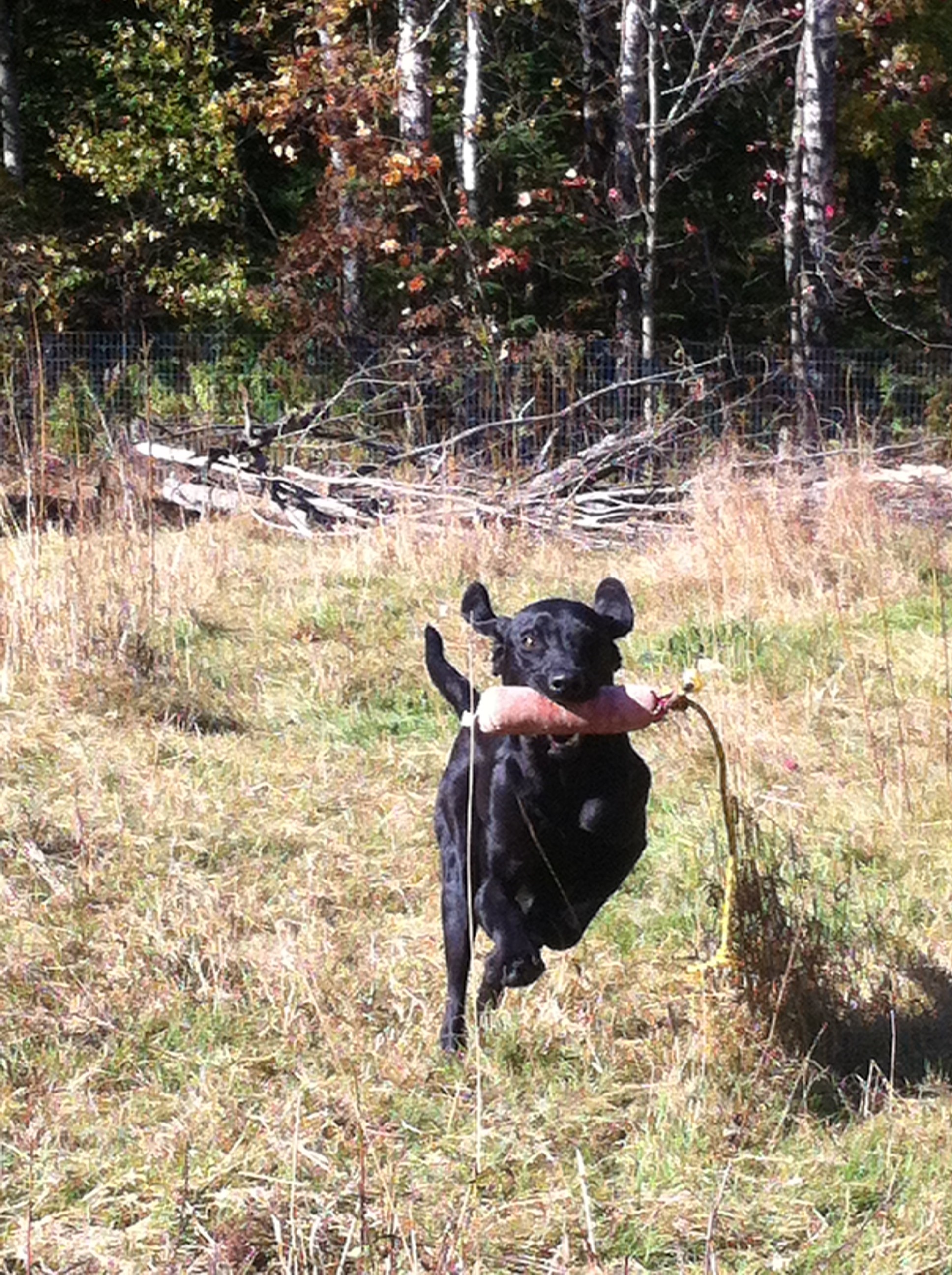 dog,-pet,-animal,-black-dog,-mammal,-nature,-canine,-adorable-dog,-cute-dog,-ani - briam-cute (pixabay)