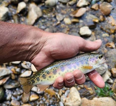Small mountain rainbow trout in a net