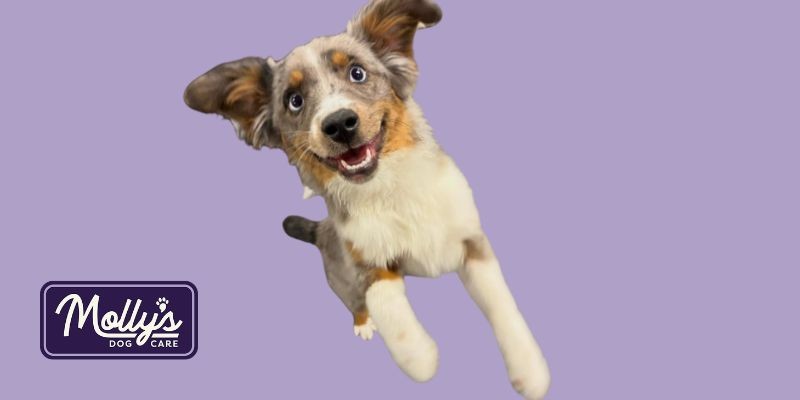 dog sneezing