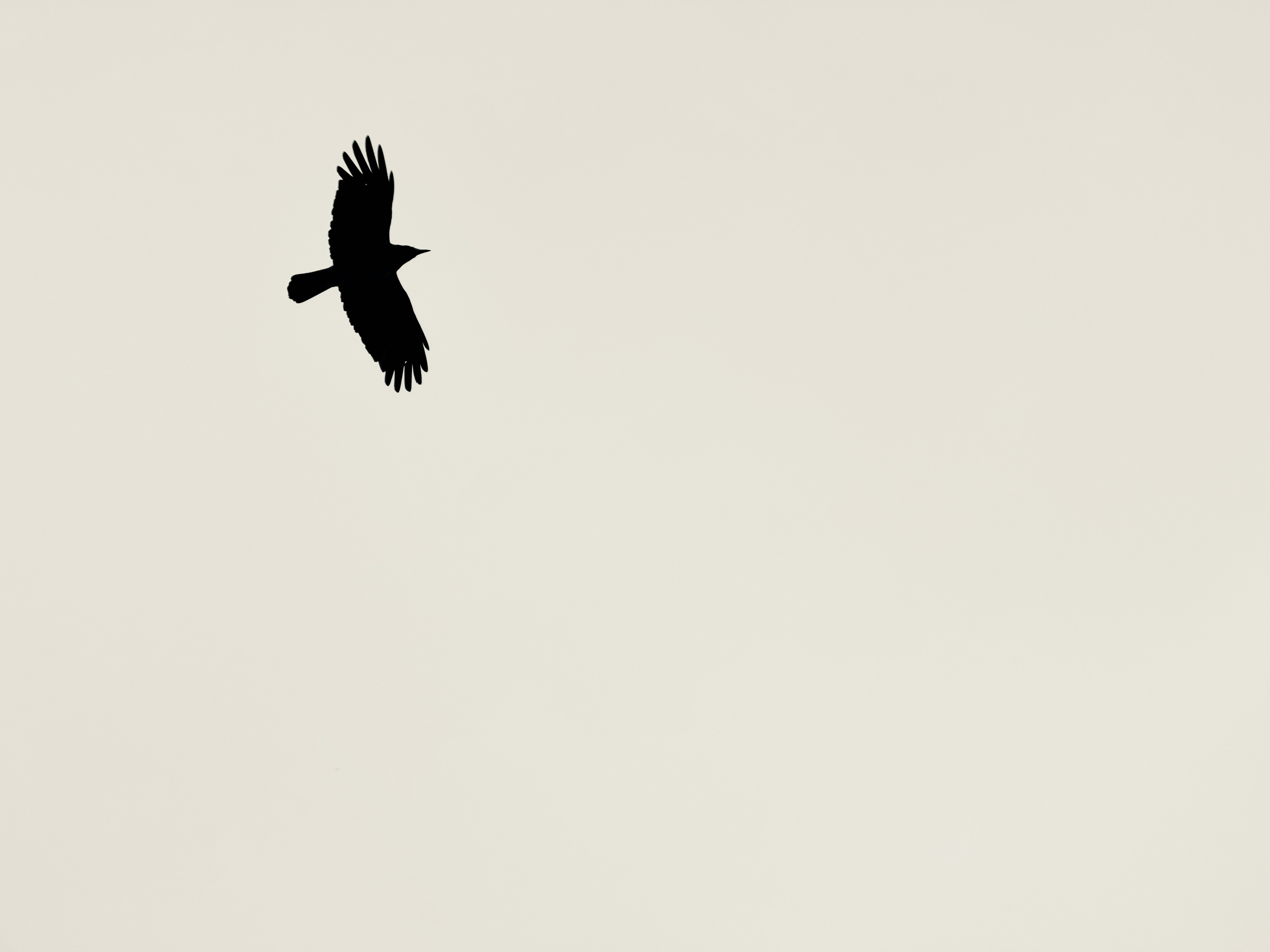 a bird flying in the sky