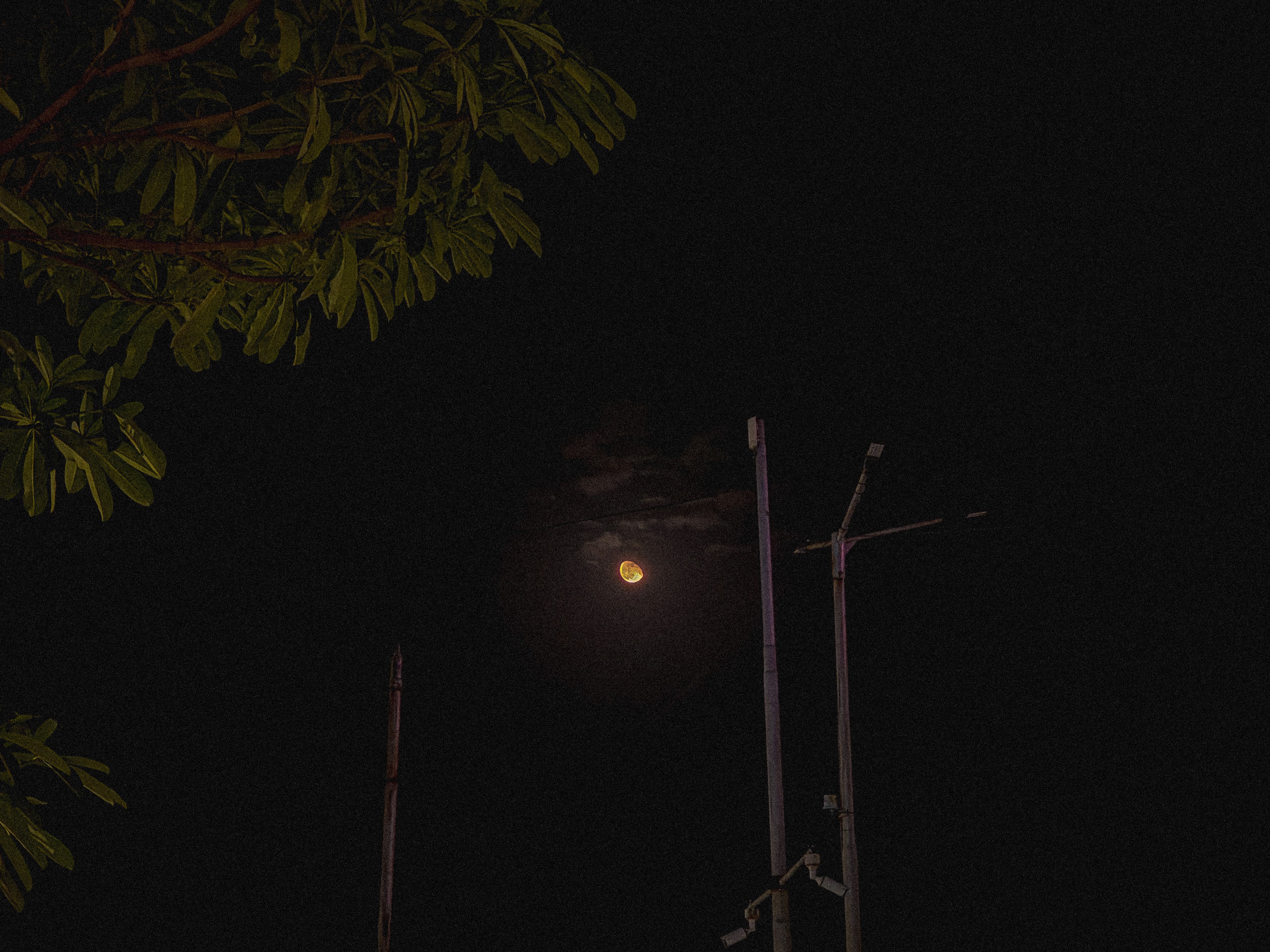 Night sky photography of the moon framed by trees and street lights, artistic capture by Samuel Singh Bhakuni.