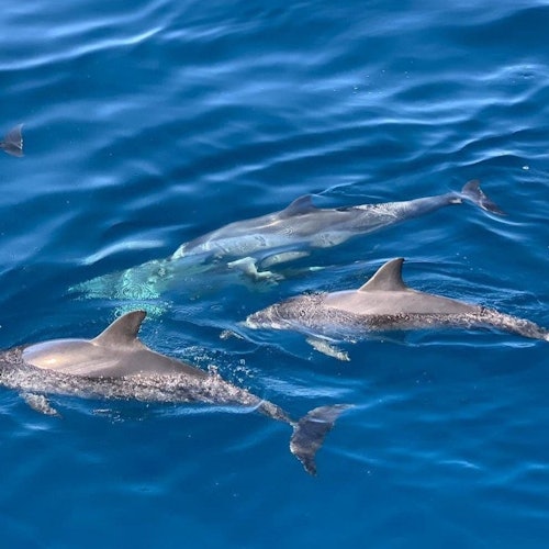 富特文图拉:1.5小时海豚观赏邮轮 + 富特文图拉酒店接送门票