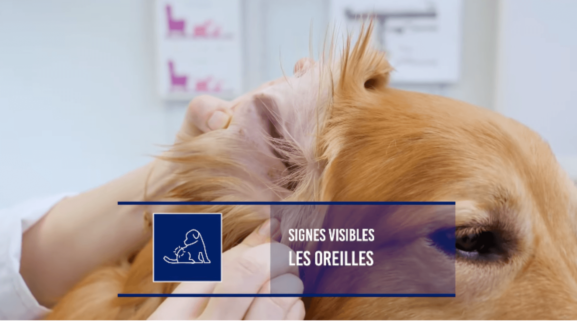 Man in a white shirt reclines in a chair on a red carpet, talking on the phone. Scattered papers surround him, conveying stress or disarray.