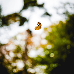 Atsiliepimas apie paslaugas