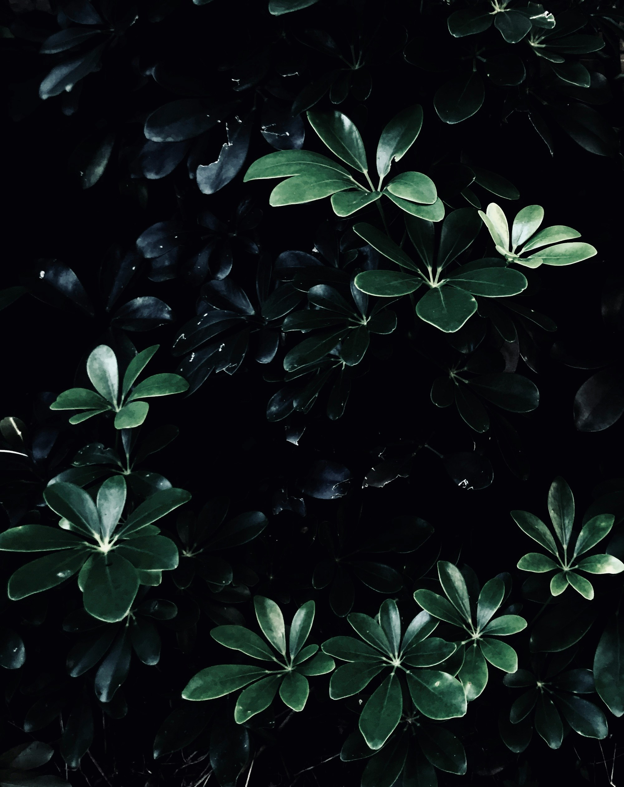 Close-up of a dark green leaf showing its textured surface and central vein against a muted background.