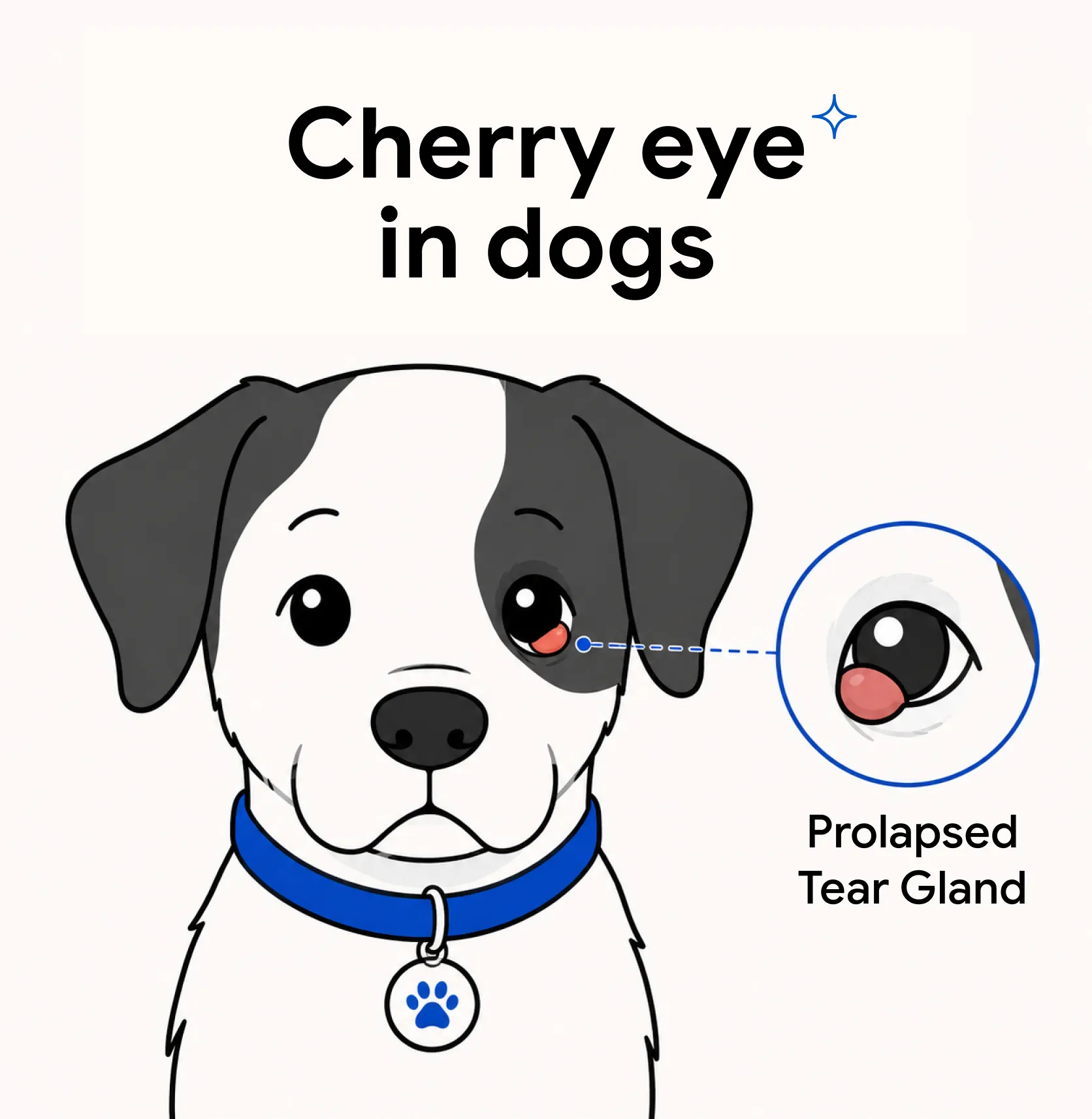 An infographic showing a dog with cherry eye.
