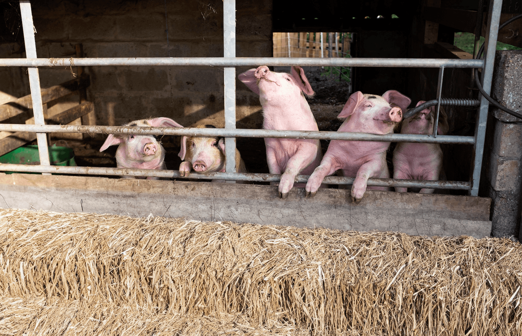 5 Rare Breed Free Range Pigs