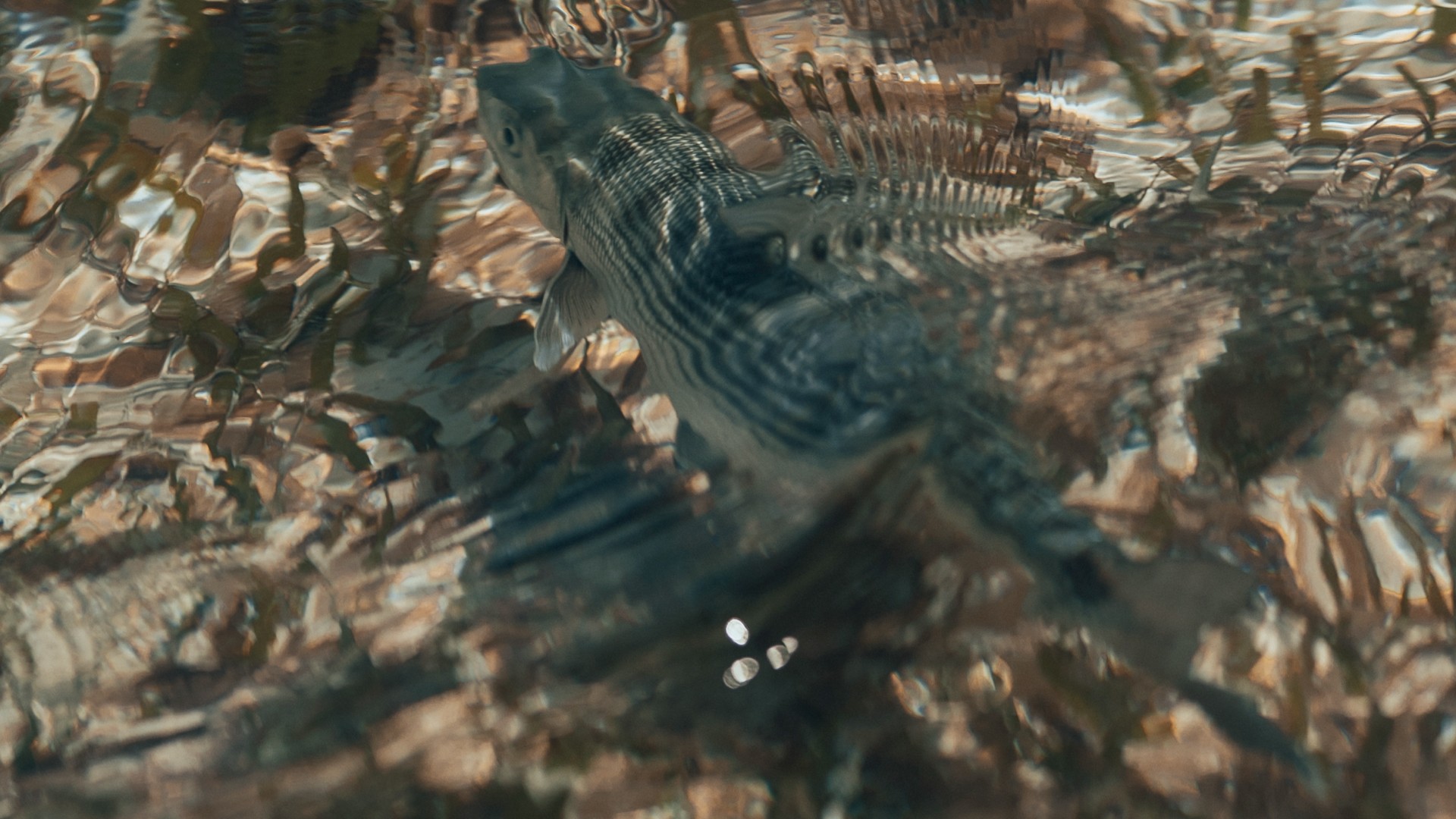 Closeup of a bonefish swimming over turtlegrass and sand bottom flat