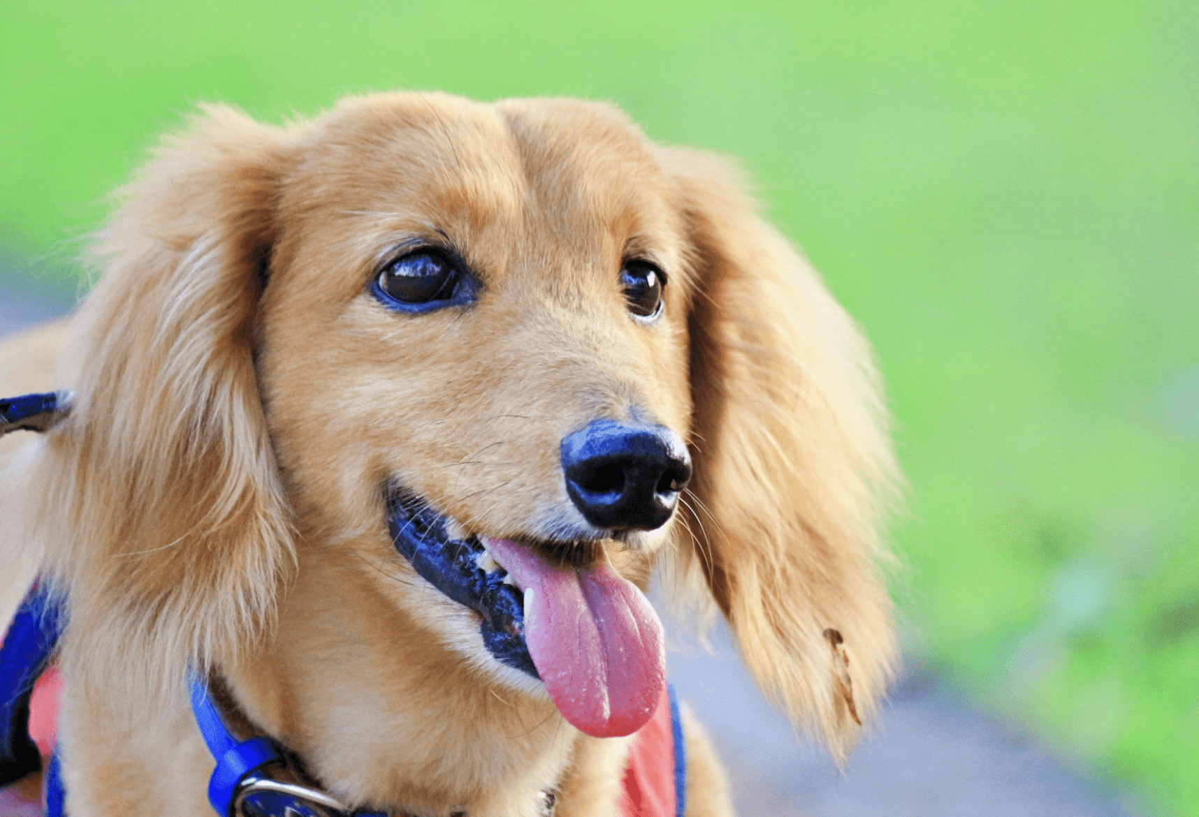 犬のマラセチア皮膚炎:原因、症状、治療法について