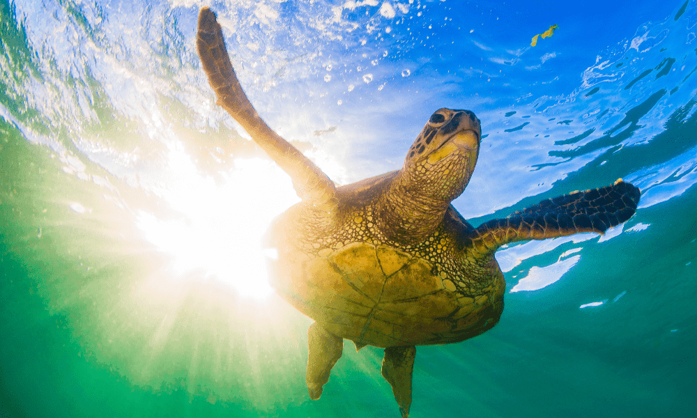 hawaiian green sea turtle swimming off the coast of oahu