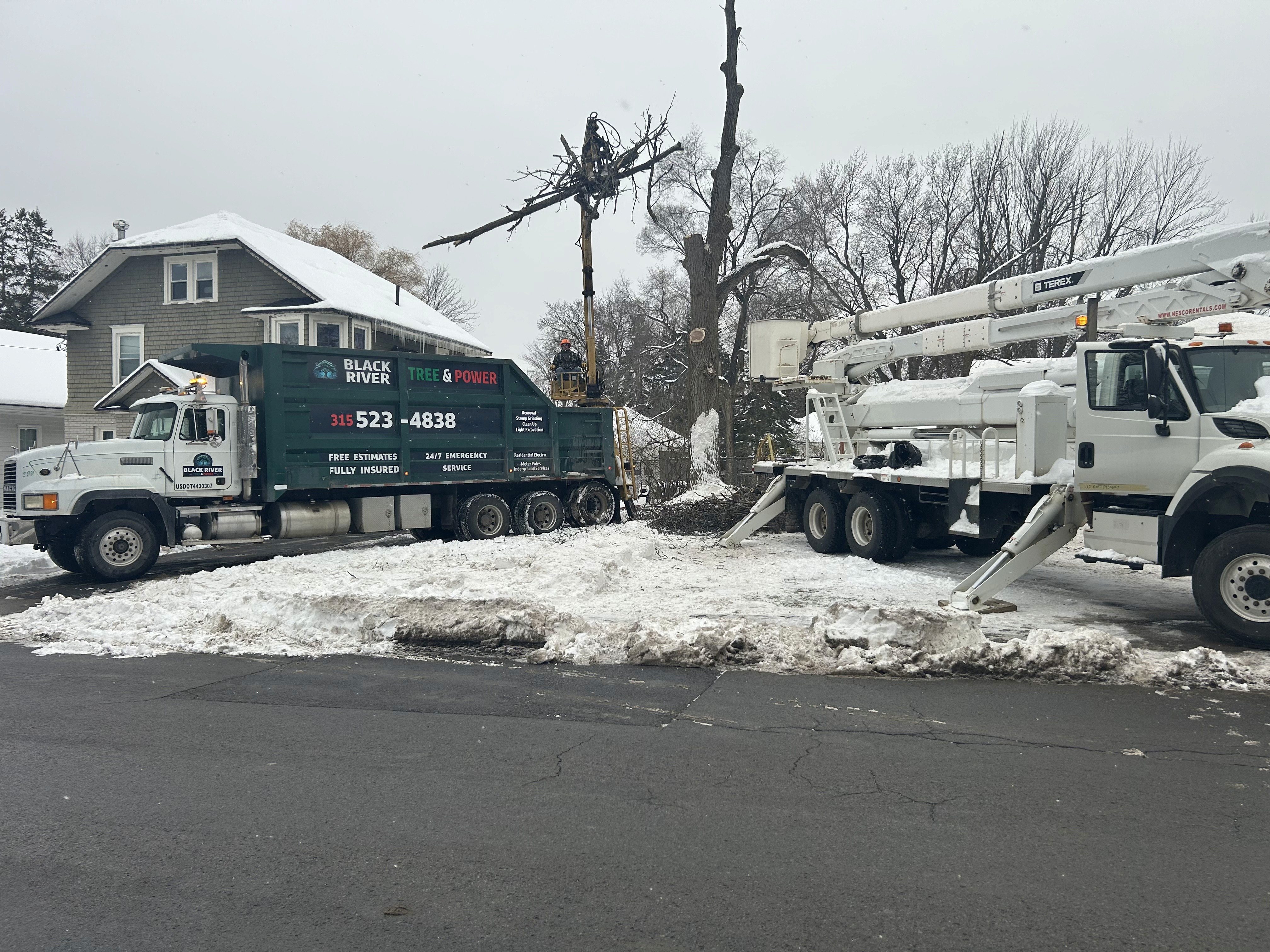 Arborist uses a chainsaw to cut a tree.