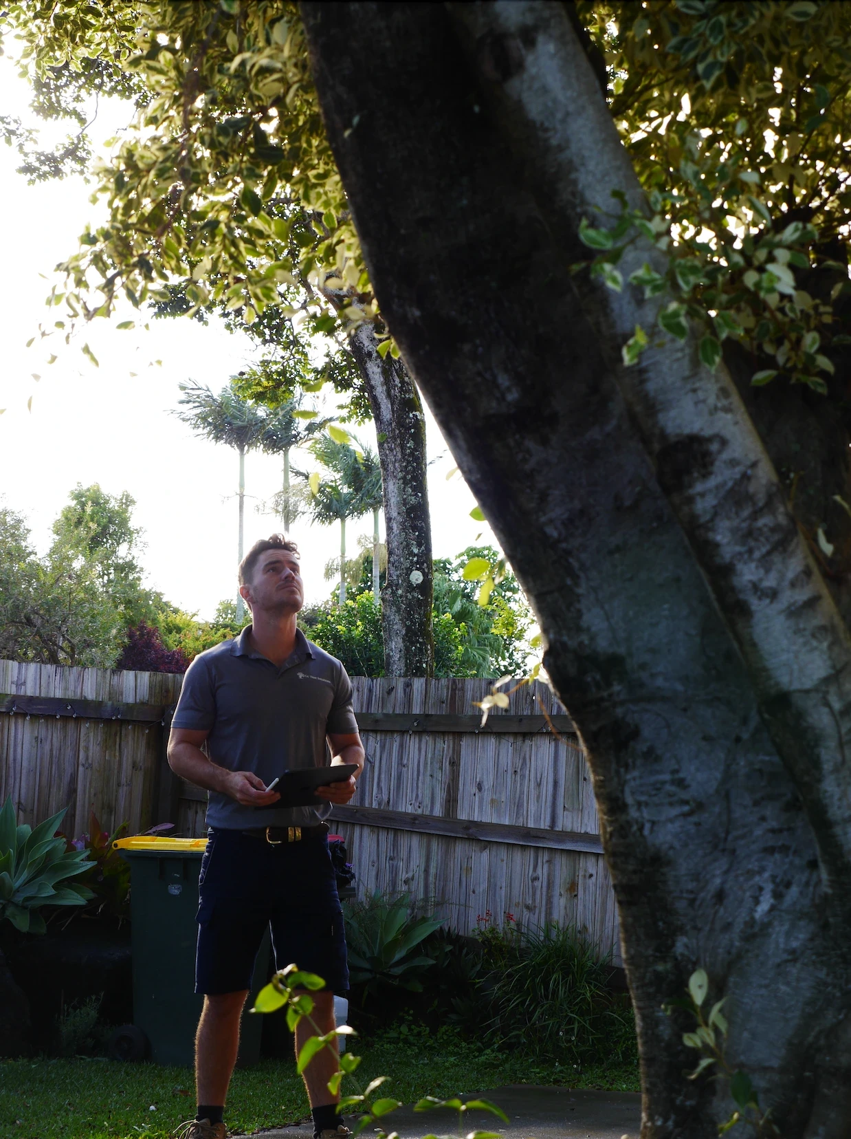 Arborist assessing a tree beside a residential fence