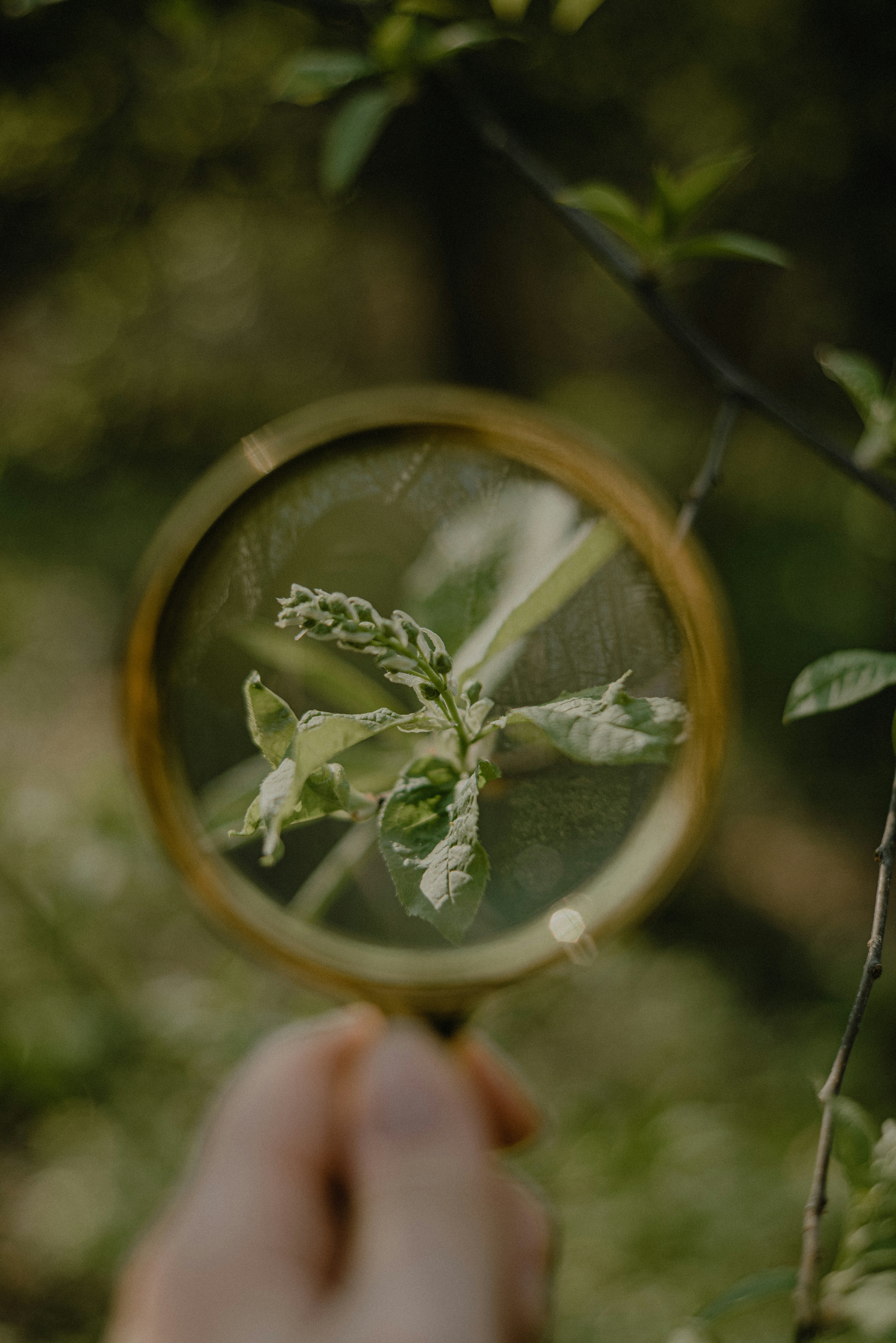 a person holding a magnifying glass with a plant in it