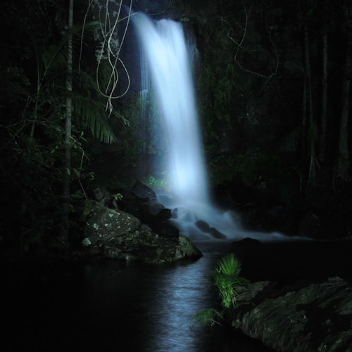 Nocturnal Evening Rainforest & Glow Worm Tour from Gold Coast tickets
