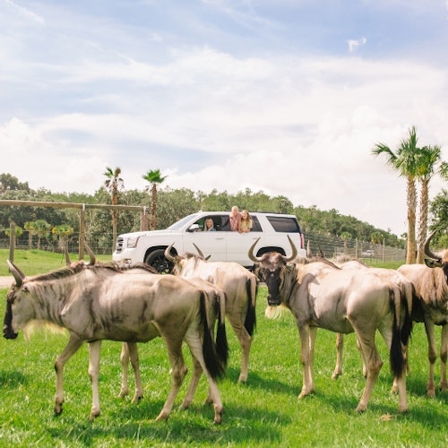 一輛白色的SUV停在草地上，附近有幾頭角馬站著。一個人正探出SUV的窗外。
